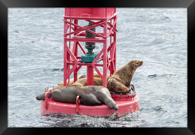 Steller Sea lions resting and calling on a Shipping Light Buoy in Sitka, Alaska, USA Framed Print by Dave Collins