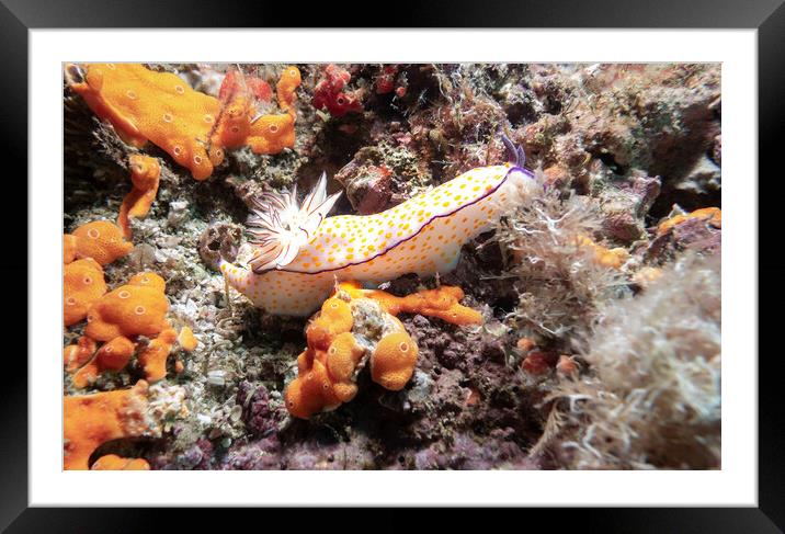 Nudibranch on a coral Reef, Musandam, Oman Framed Mounted Print by Dave Collins
