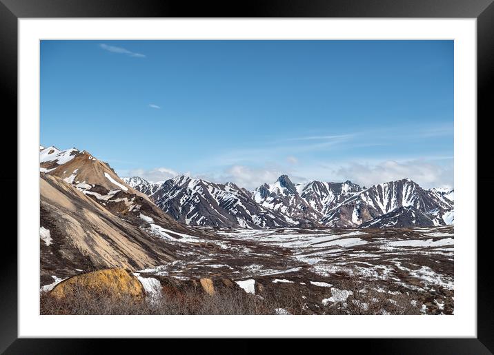 Partly snow covered tundra during spring in Denali National Park, Alaska, USA Framed Mounted Print by Dave Collins