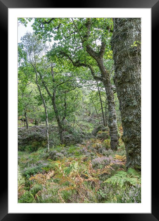 Trees and undergrowth in Glenborrodale Nature Reserve, in Scotland Framed Mounted Print by Dave Collins