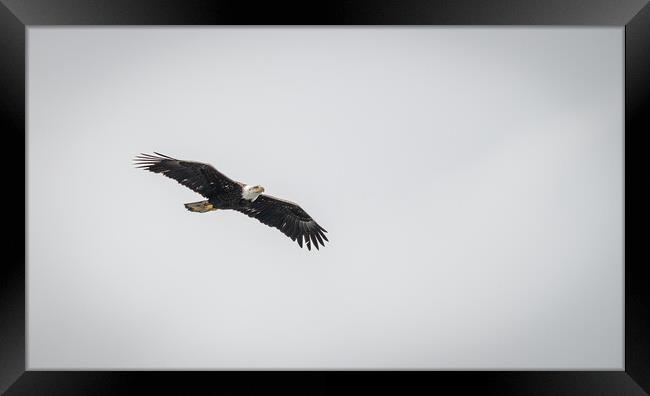 Bald Eagle in Flight, Alaska, USA Framed Print by Dave Collins