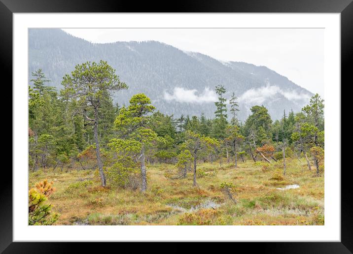 The Petersburg muskeg (Peat Bog) with clouds skirting the mountains behind, Alaska, USA Framed Mounted Print by Dave Collins