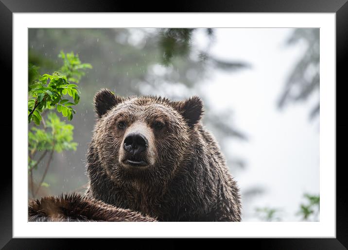 Grizzly bear in the rain at the  Grouse Mountain Wildlife Refuge, Vancouver, Canada Framed Mounted Print by Dave Collins