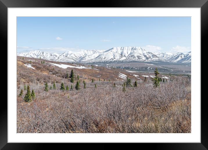 Edge of Tree line and Tundra in Denali National Park with snow covered mountains behind, Alaska, USA Framed Mounted Print by Dave Collins