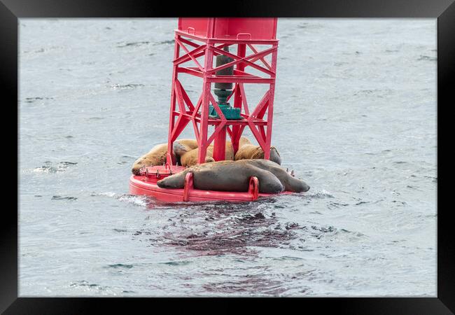 Steller Sea lions resting on a Shipping Light Buoy in Sitka, Alaska, USA Framed Print by Dave Collins