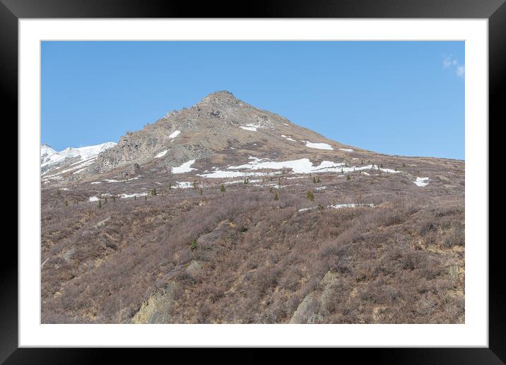 Edge of Tree line and Tundra in Denali National Park, Alaska, USA Framed Mounted Print by Dave Collins