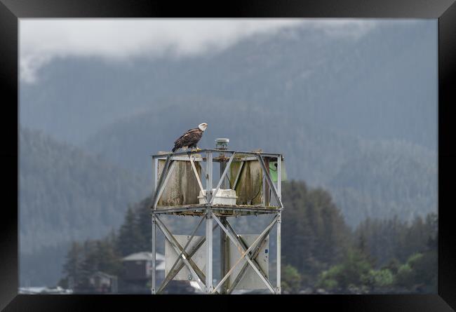 Bald Eagle sitting on a Harbour Light Tower in Sitka, Alaska, USA Framed Print by Dave Collins