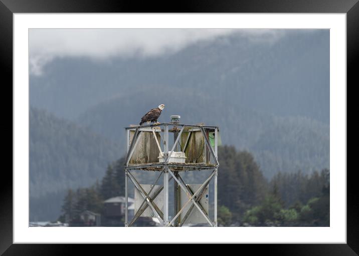 Bald Eagle sitting on a Harbour Light Tower in Sitka, Alaska, USA Framed Mounted Print by Dave Collins