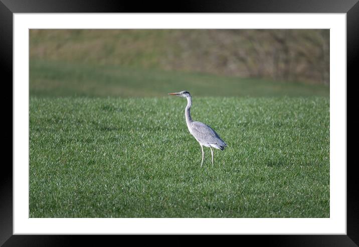 Heron in a field in the Scottish Borders, UK Framed Mounted Print by Dave Collins