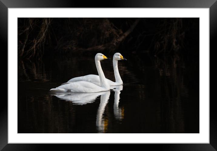 Whooper Swans Reflections on the river Teviot, Scottish Borders, United Kingdom Framed Mounted Print by Dave Collins