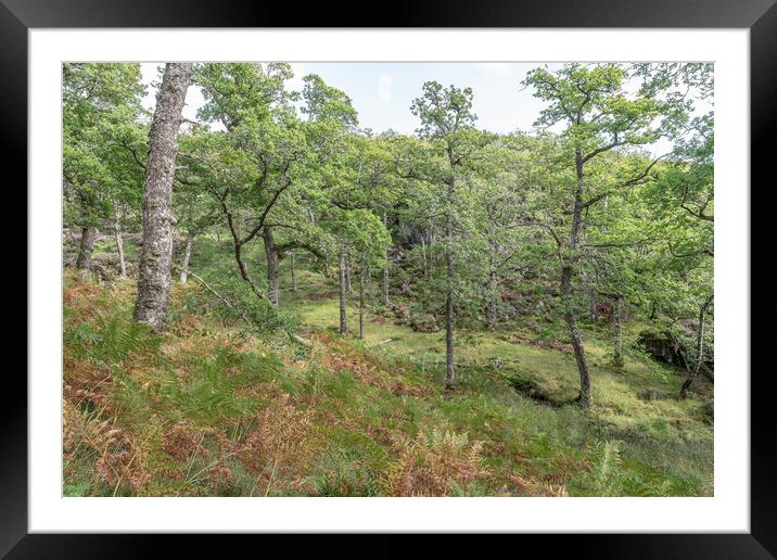 Glenborrodale Nature Reserve, Argyll and Bute, Scotland Framed Mounted Print by Dave Collins
