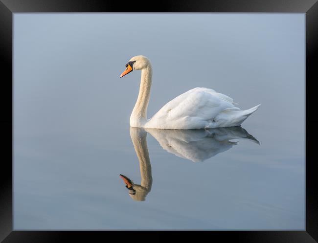 Serene Swan Framed Print by Dave Collins