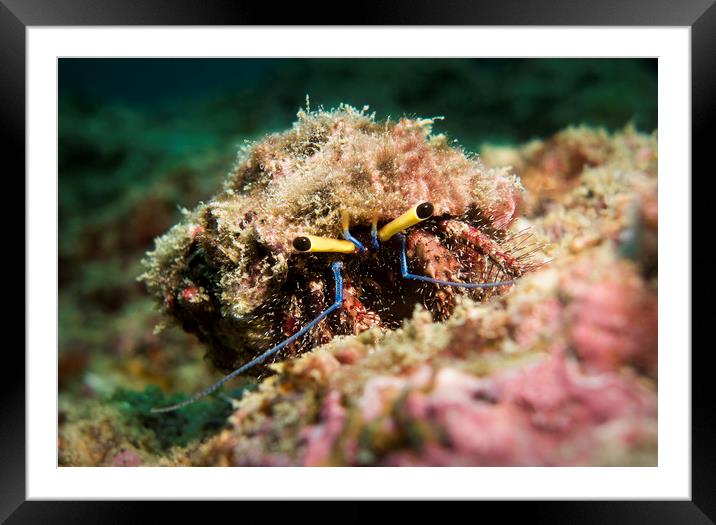 Hermit Crab  Framed Mounted Print by Dave Collins