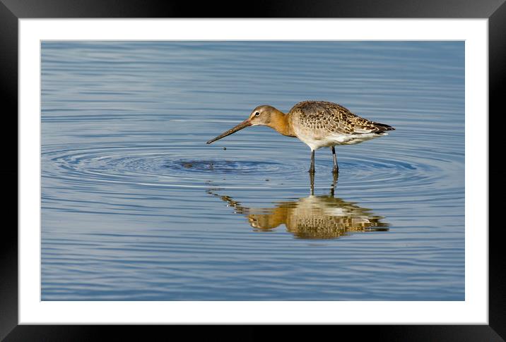 Black Tailed Godwit Framed Mounted Print by Dave Collins