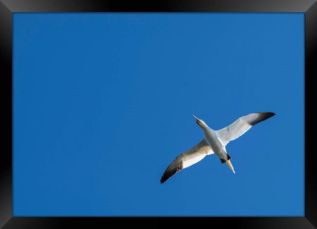 Gannet in flight Framed Print by Dave Collins