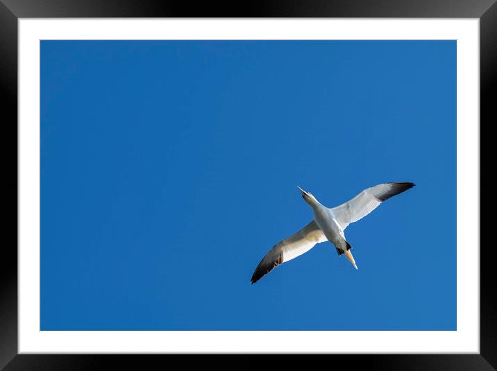 Gannet in flight Framed Mounted Print by Dave Collins
