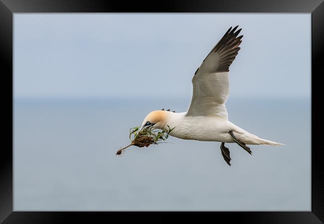 Gannet in Flight with Nesting Material Framed Print by Dave Collins