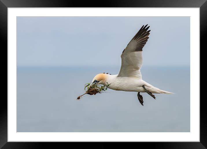 Gannet in Flight with Nesting Material Framed Mounted Print by Dave Collins