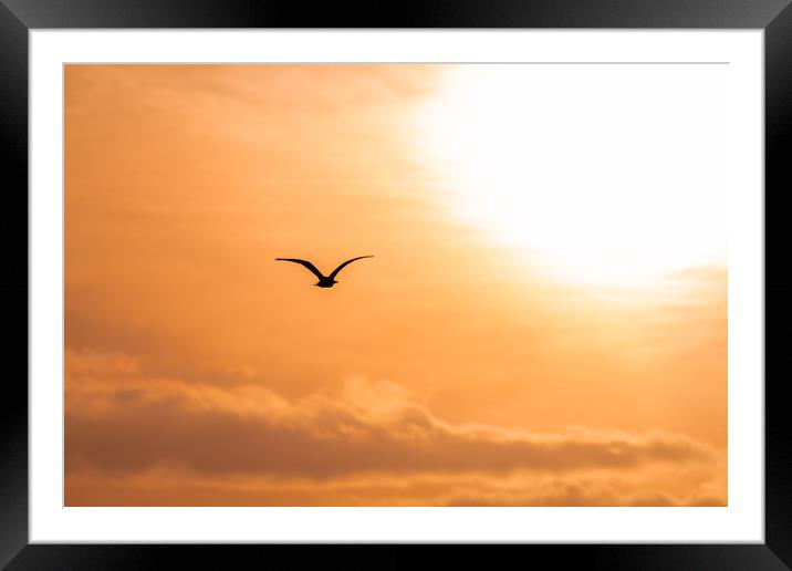Bird Silhouette flying towards the rising sun at d Framed Mounted Print by Dave Collins