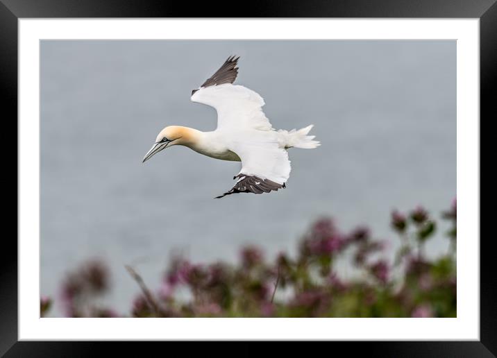 Gannet in Flight Framed Mounted Print by Dave Collins