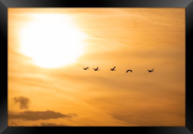 Flying Swan Silhouettes at Sunrise Framed Print by Dave Collins