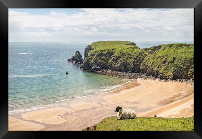 A Sheep on the cliffs at Malin Beg Beach Framed Print by Dave Collins