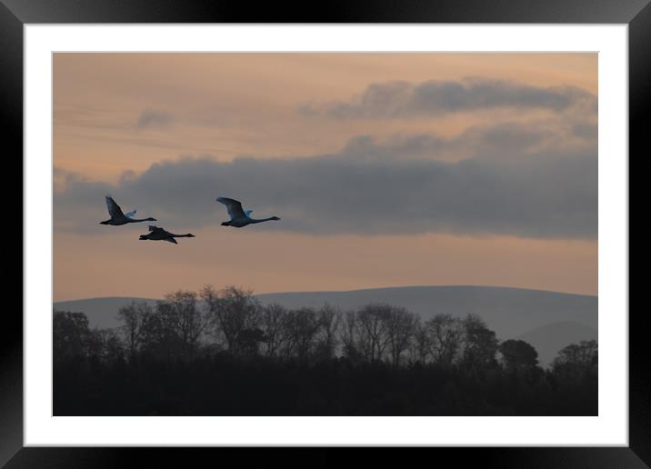 Flying Swan Silhouettes at Sunrise Framed Mounted Print by Dave Collins