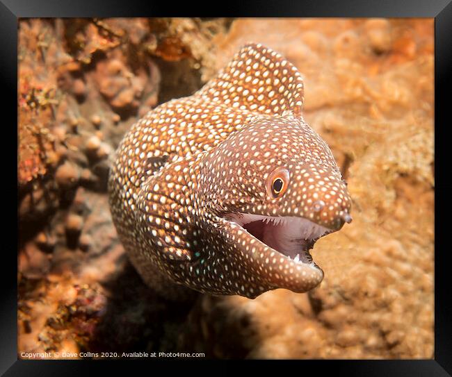 White Mouth Moray Eel, Bali, Indonesia Framed Print by Dave Collins