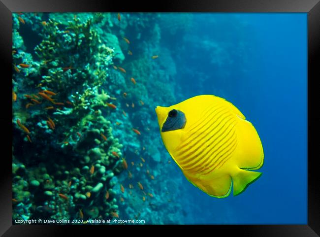 Masked Butterflyfish Framed Print by Dave Collins