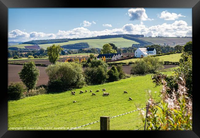 Sheep grazing in the Teviot Valley, Scottish Borders Framed Print by Dave Collins