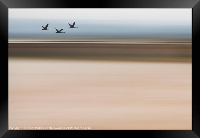 Silhouette Swans Flying - ICM Background Framed Print by Dave Collins