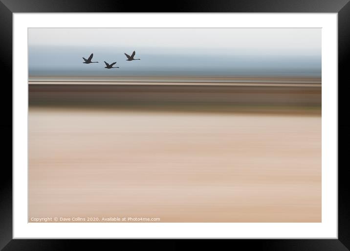 Silhouette Swans Flying - ICM Background Framed Mounted Print by Dave Collins