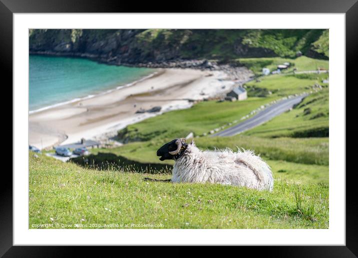 A sheep overlooking Keem Bay, Achill Island, Co Ma Framed Mounted Print by Dave Collins