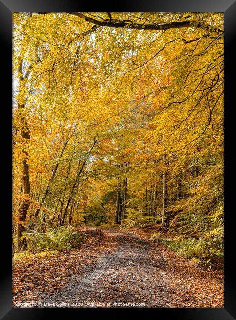 Woodland Muddy Footpath in Autumn Framed Print by Dave Collins