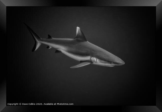 White Tipped Reef Shark Framed Print by Dave Collins