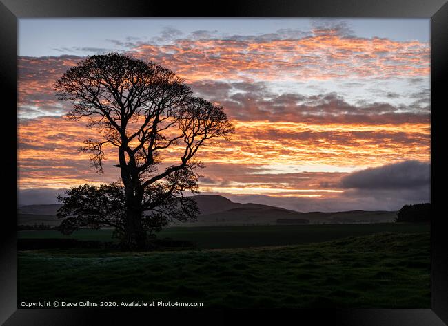 A tree silhouette at sunrise, Scotland Framed Print by Dave Collins