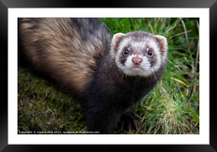 polecat (captive) Framed Mounted Print by Dave Collins