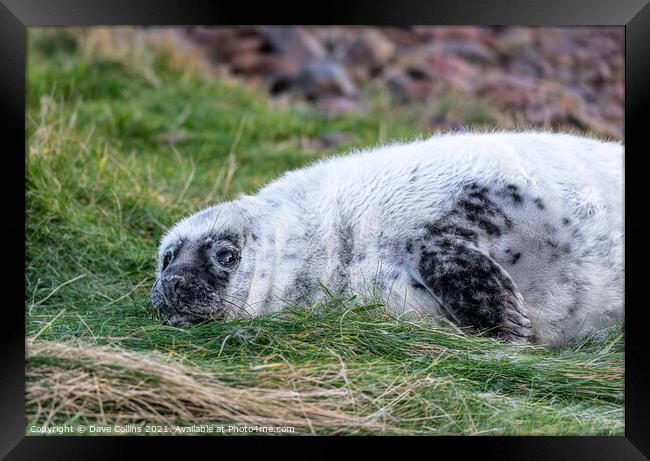 Young Seal resting on a grass beach at St Abbs Head, Scotland Framed Print by Dave Collins