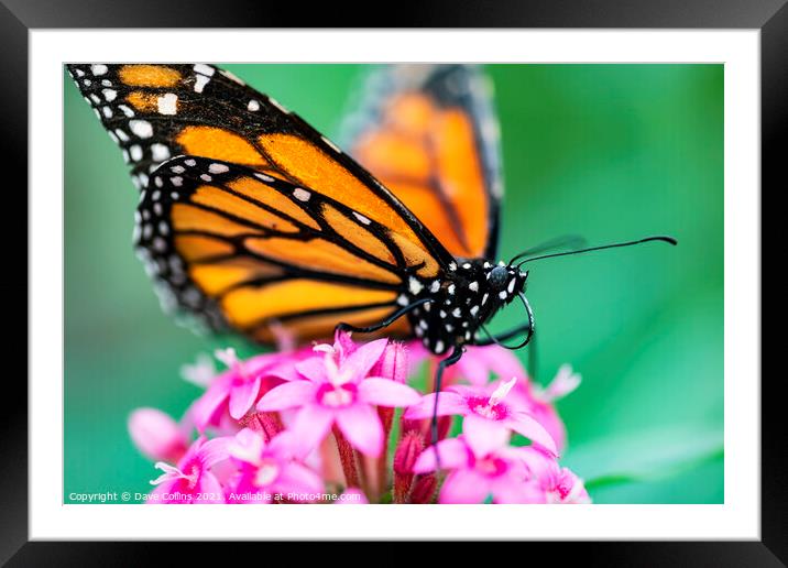 Monarch butterfly Framed Mounted Print by Dave Collins