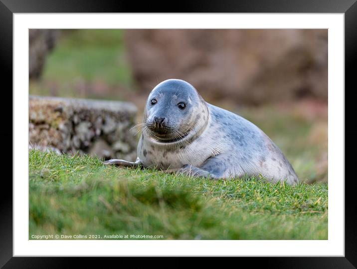 Young Seal playing at St Abbs Head, Scotland Framed Mounted Print by Dave Collins