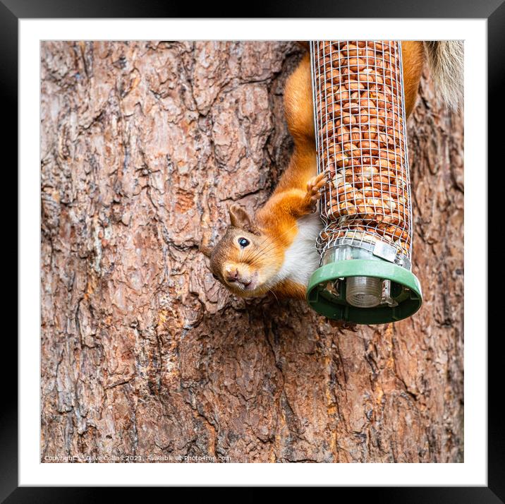 Red Squirrel on a peanut bird feeder Framed Mounted Print by Dave Collins