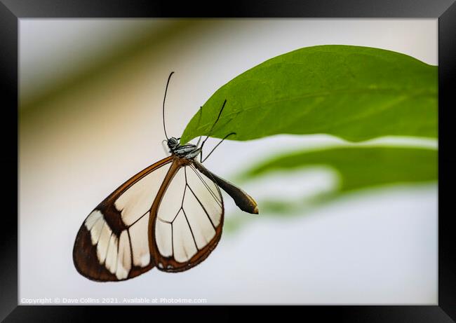 Glasswing Butterfly Framed Print by Dave Collins