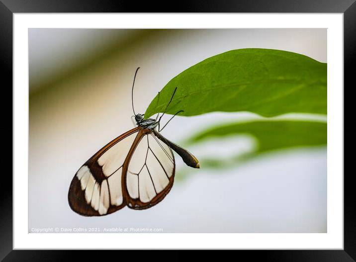 Glasswing Butterfly Framed Mounted Print by Dave Collins