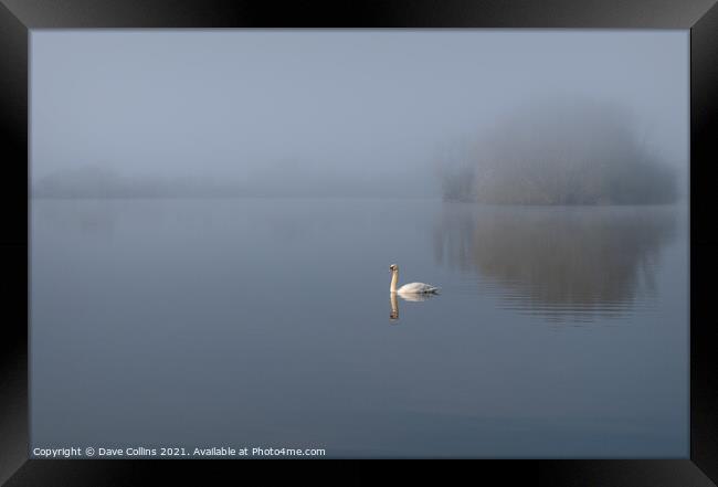 Misty Morning Swan and Lake Framed Print by Dave Collins