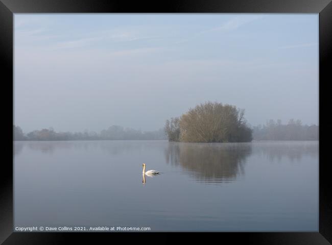 A Lone Swan on a still lake Framed Print by Dave Collins