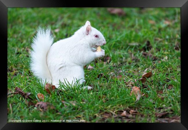 Albino Gray Squirrel / Albino Grey Squirrel Framed Print by Dave Collins