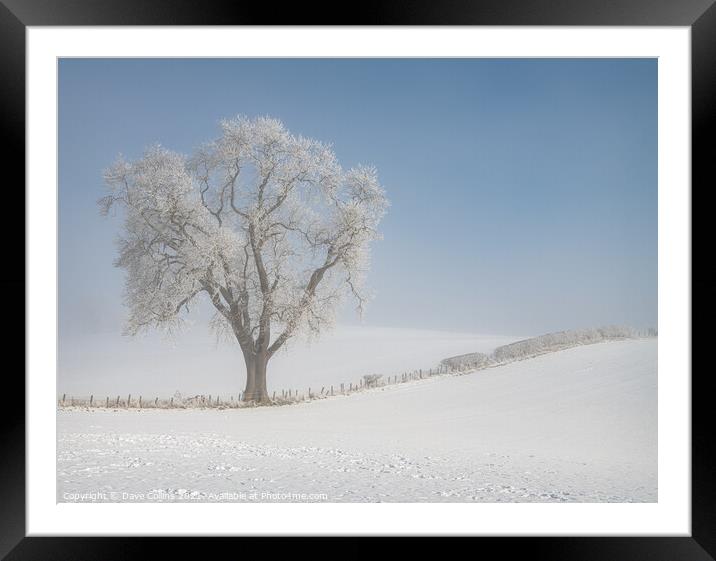 Tree in snow covered farmland in low lying mist, Scottish Borders  Framed Mounted Print by Dave Collins