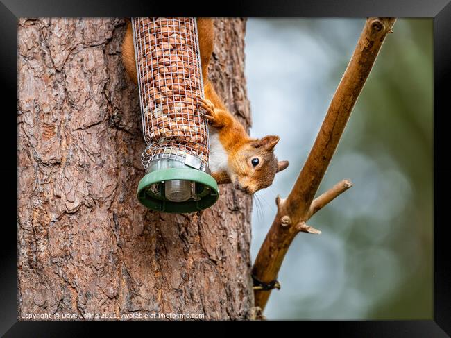 Red Squirrel on a peanut bird feeder Framed Print by Dave Collins