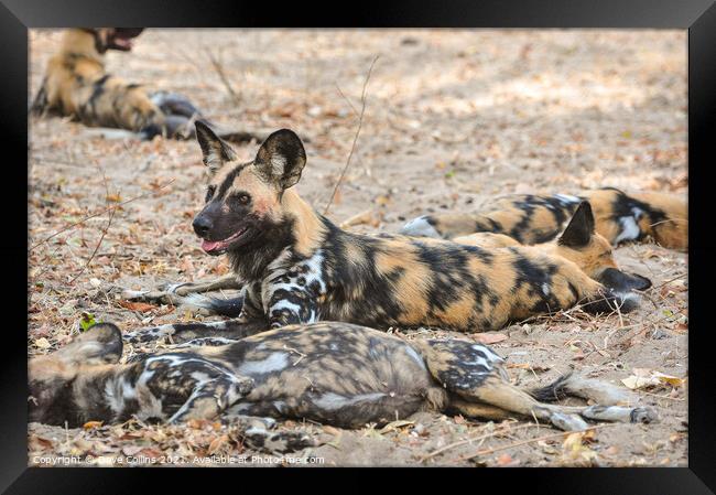 African Hunting Dogs, Resting after after hunt in the Selous Game Reserve, Tanzania Framed Print by Dave Collins
