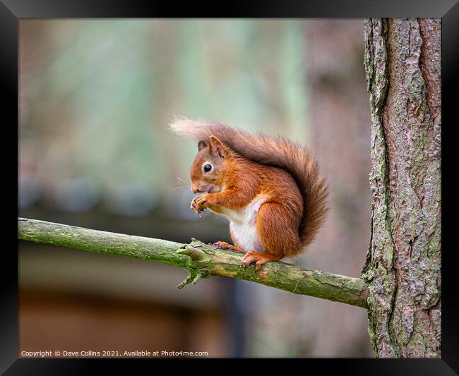  Red Squirrel Feeding Framed Print by Dave Collins